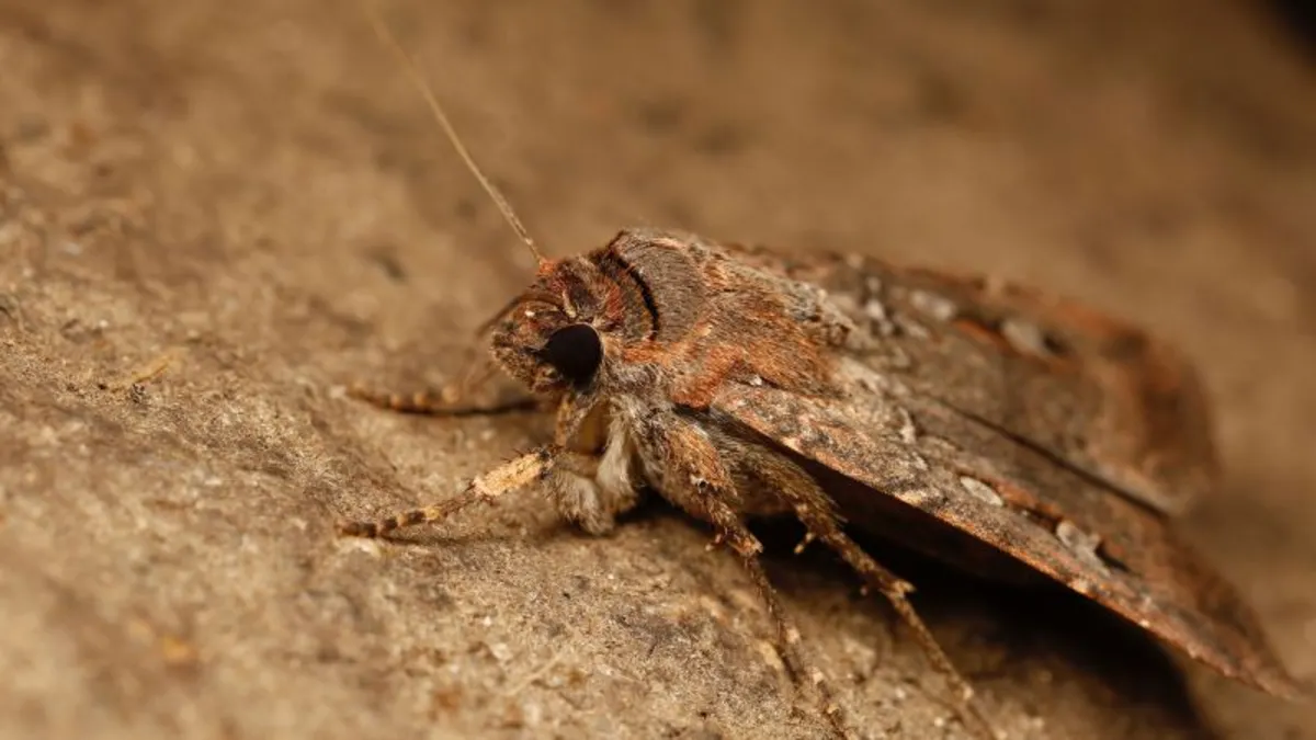 How Bogong Moths Navigate 620-Mile Journeys Using Stars
