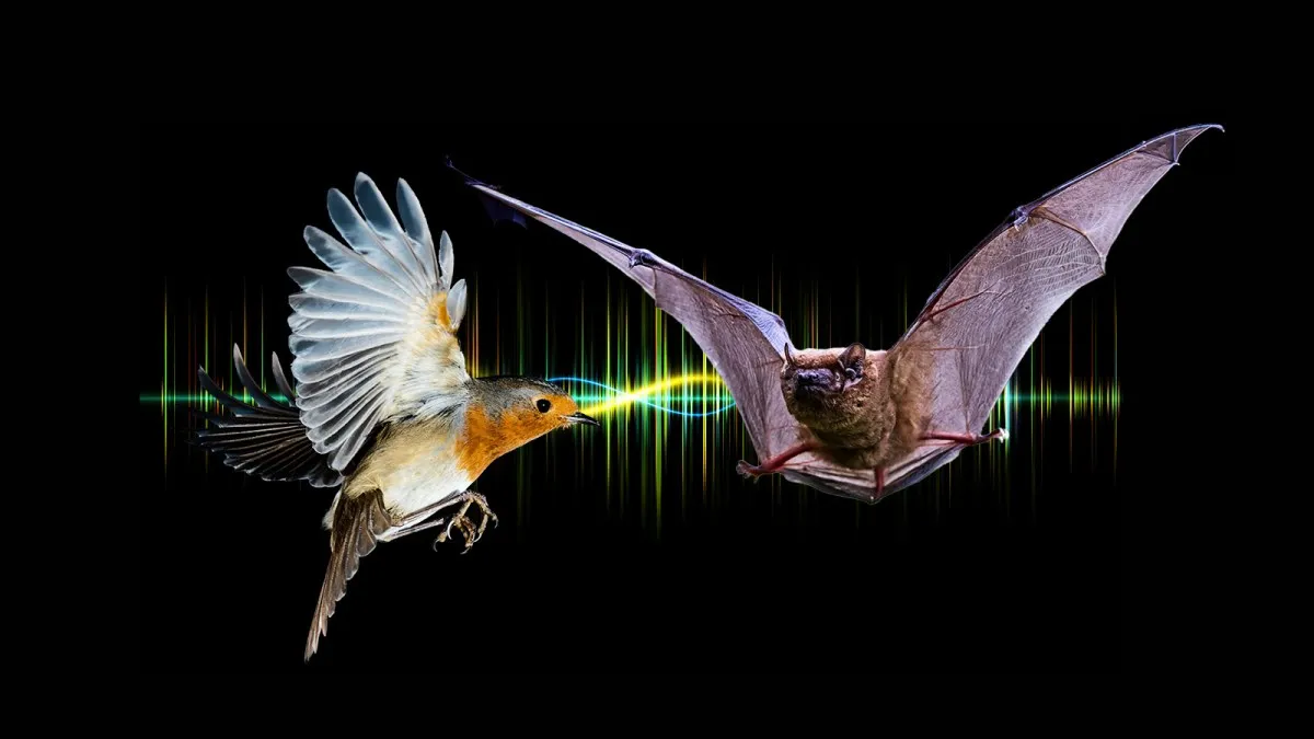 How Europe's Biggest Bats Use Distress Calls to Hunt Their Prey