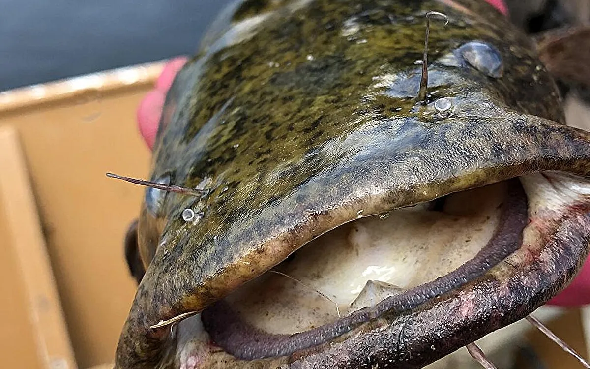 How Invasive Flathead Catfish Disrupt Ecosystems in the Susquehanna River