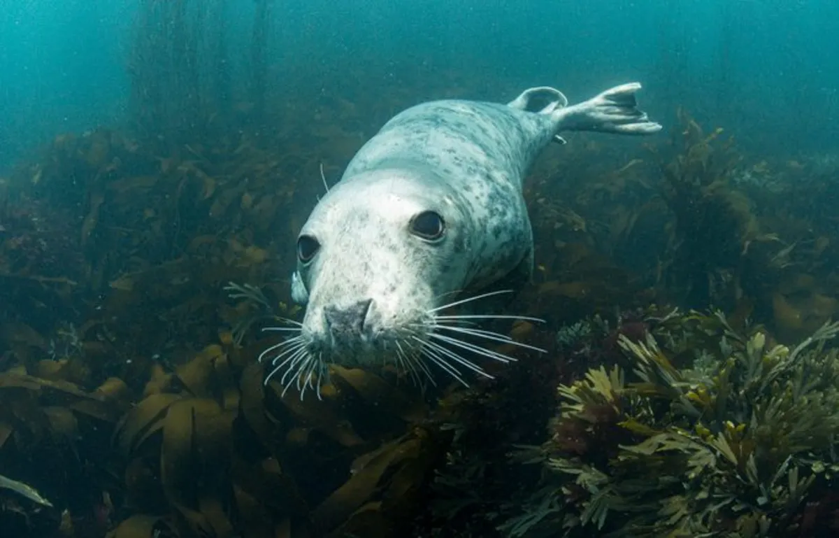 How Seals Master Breath Control: Unlocking the Secrets of Underwater Longevity
