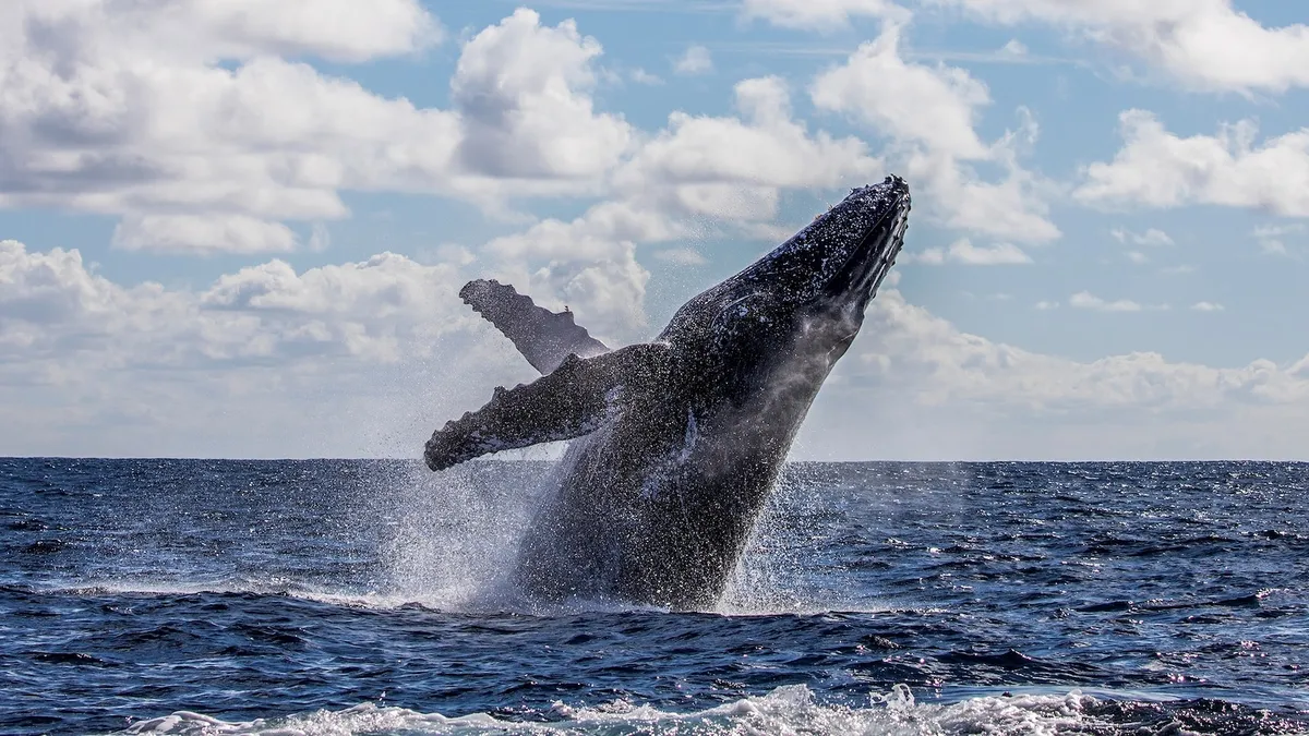 Humpback Whales: Are They Playfully Communicating with Humans?