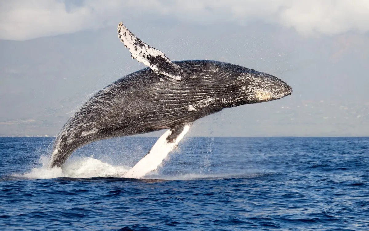 Humpback Whales: The Intelligent Communicators of the Sea