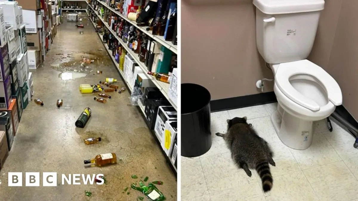 Intoxicated Raccoon Breaks Into Virginia Liquor Store for a Wild Night