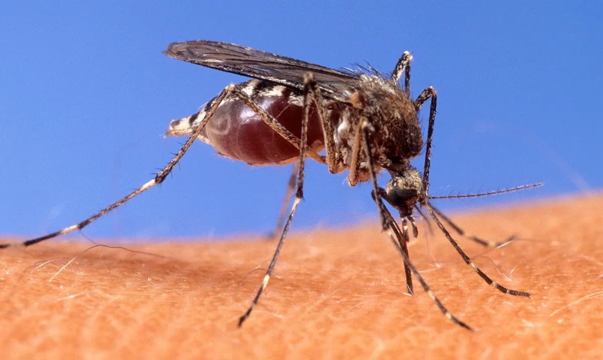 Investigators Look into New Jersey's Possible First Local Malaria Case Since 1991