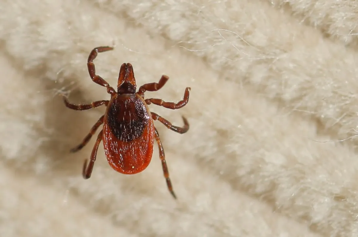 Maine's Midcoast: The New Hotspot for Tick-Borne Diseases