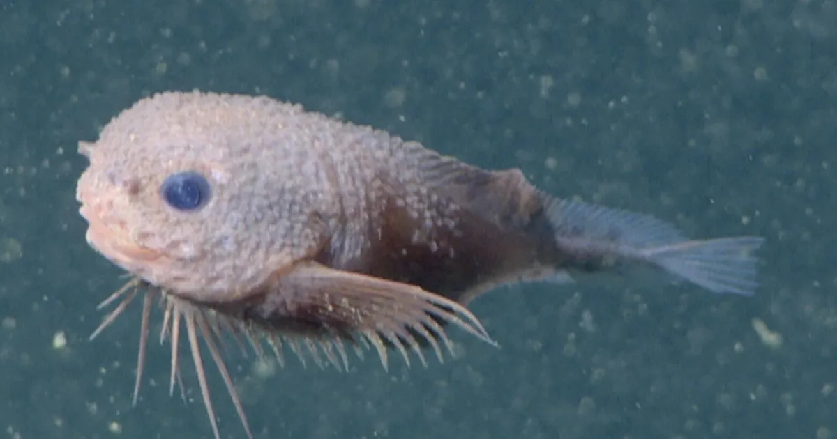 Meet the Bumpy Snailfish: The Adorable New Resident of the Deep Sea