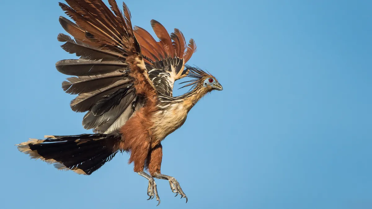 Meet the Hoatzin: The World's Strangest Bird with a Stinky Secret
