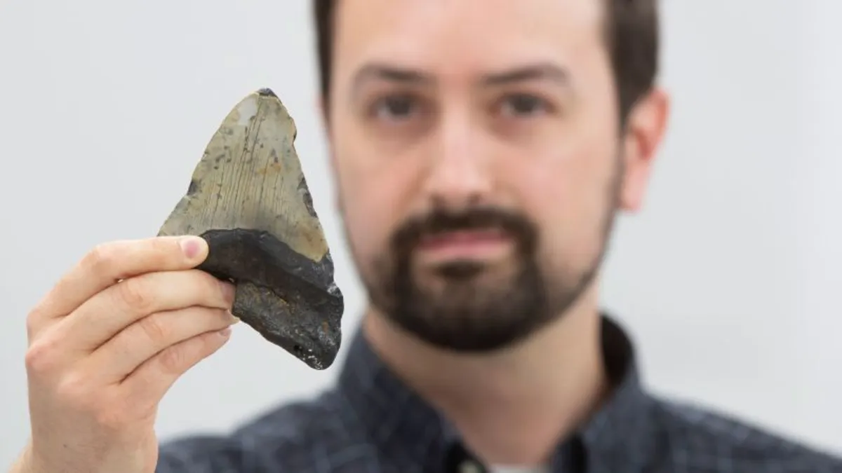 Megalodon’s Diet Redefined: New Study Reveals Surprising Feeding Habits