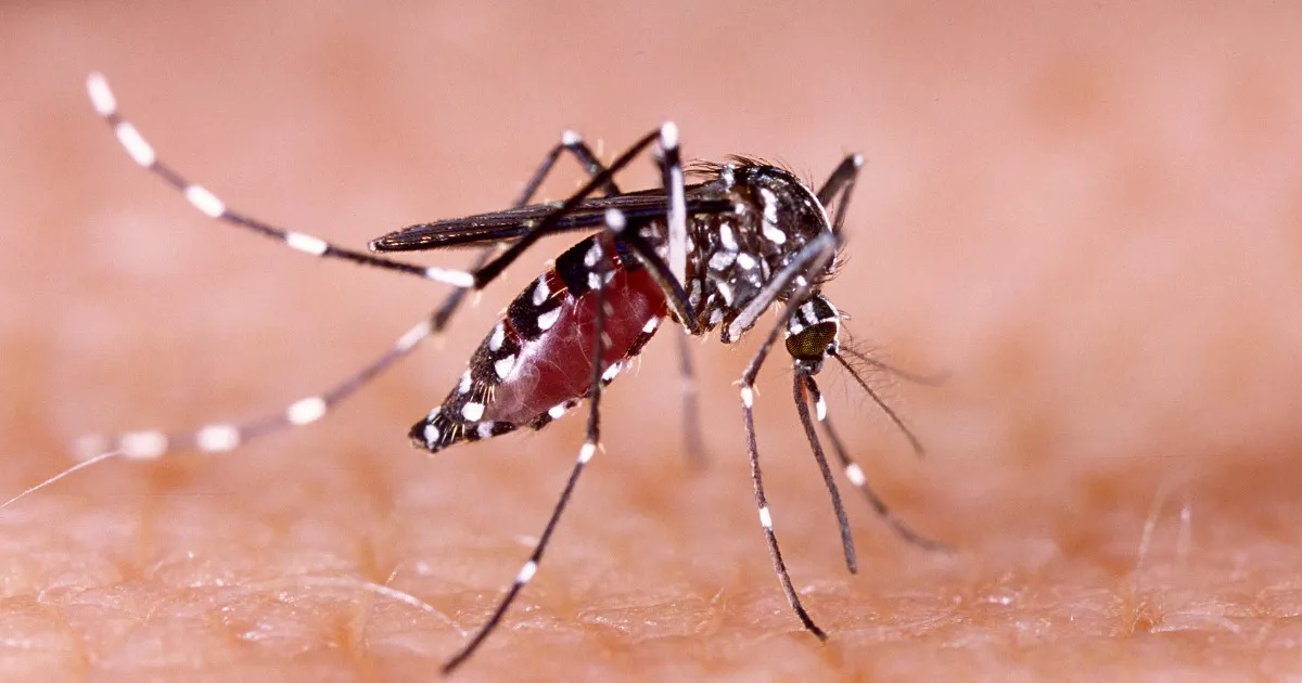 Mosquitoes Thrive in Las Vegas: The Surprising Threats of Desert Bites