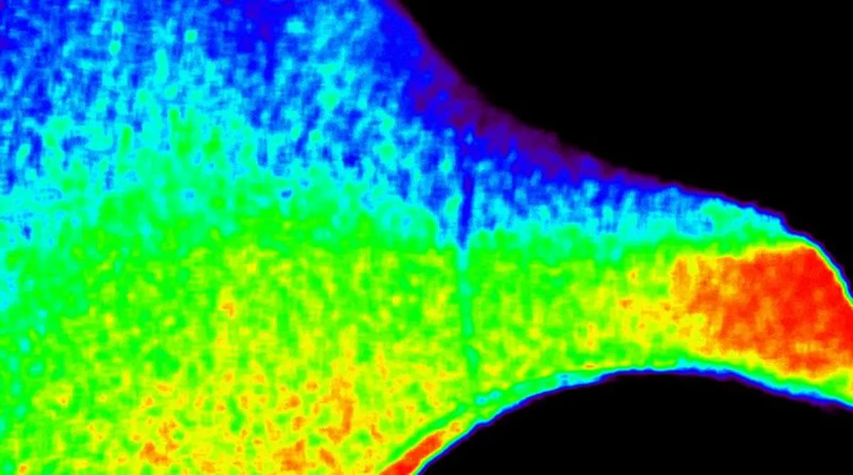 NASA's CODEX Unveils Secrets of the Sun's Corona