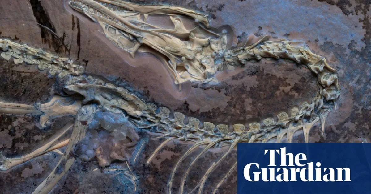New Archaeopteryx Fossil Sheds Light on the Origins of Flight