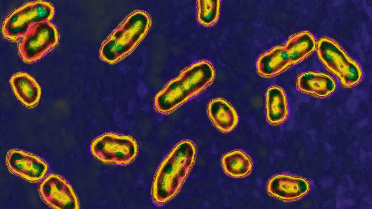 New Mexico Reports First Human Plague Case of the Year: What You Need to Know