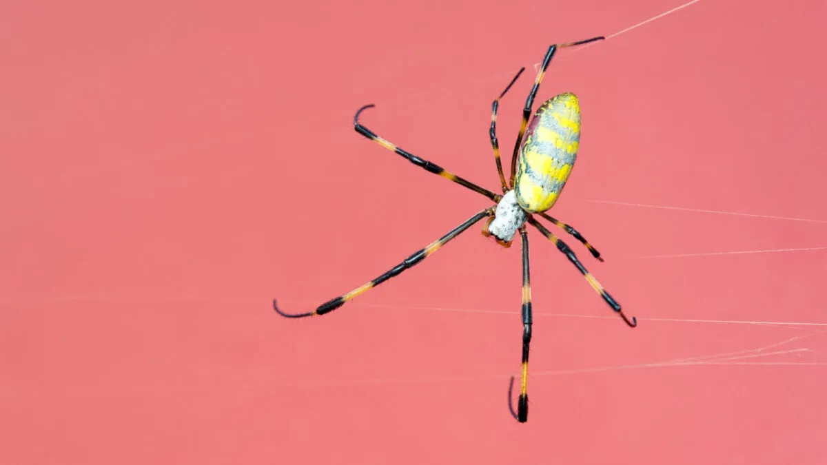 New Study Reveals Spiders May Have Originated in the Ocean, Not on Land