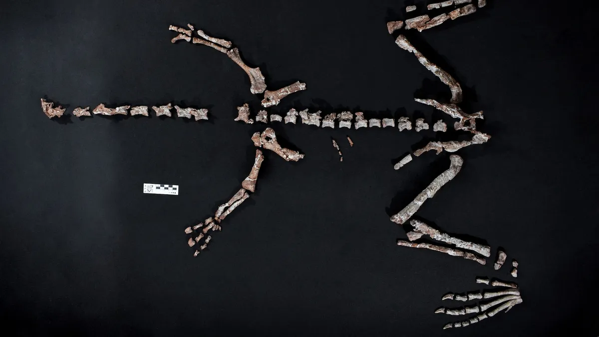 Newly Discovered Dinosaur Unravels Secrets of Long Neck Evolution