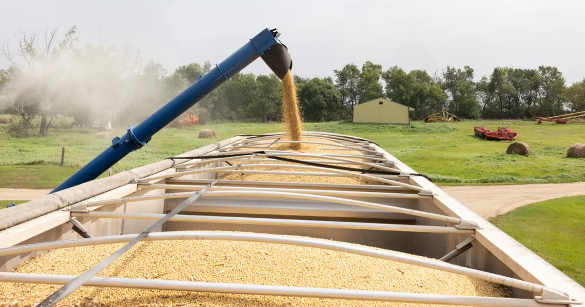 North Dakota Farmers Face Crisis as China Halts Soybean Purchases