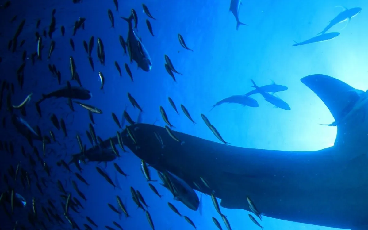 Ocean Colors Shift: What It Means for Marine Life and Climate