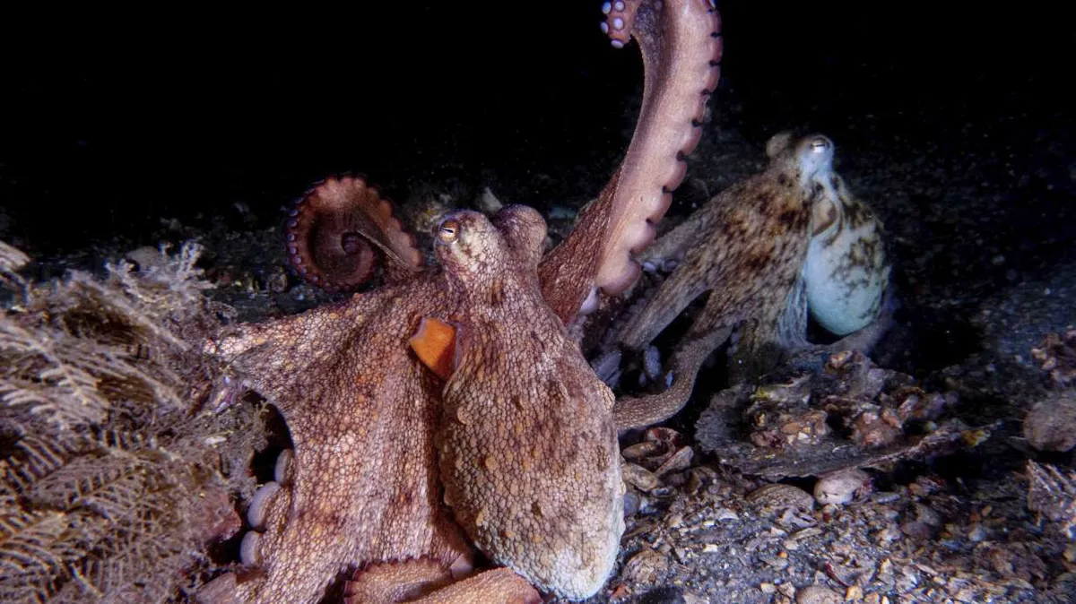 Octopuses: Masters of Ambidexterity in the Ocean