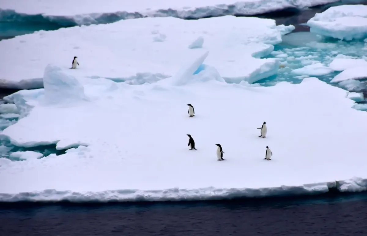 Penguin Poop: The Surprising Ally in the Fight Against Climate Change
