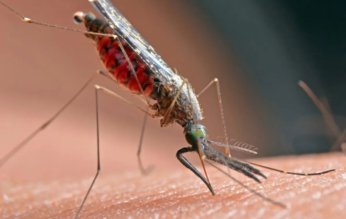Philadelphia Warns Residents: West Nile Virus Detected in Local Mosquitoes