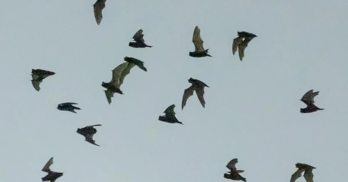 Rabid Bats Surge in Los Angeles County: What You Need to Know