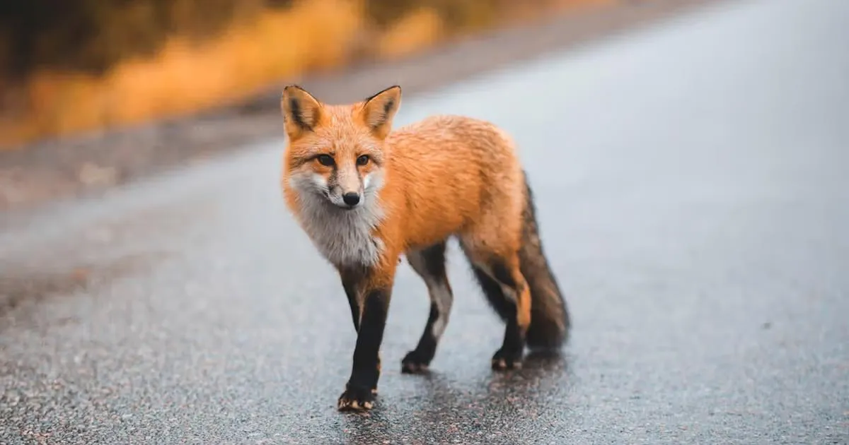 Rabid Fox Bites Man in Wake County: What You Need to Know