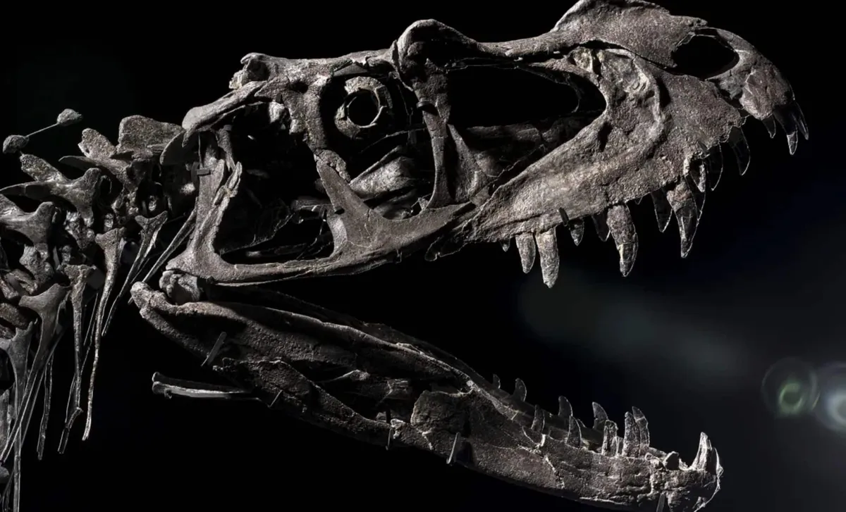 Rare Ceratosaurus Fossil Fetches $30.5 Million at Auction