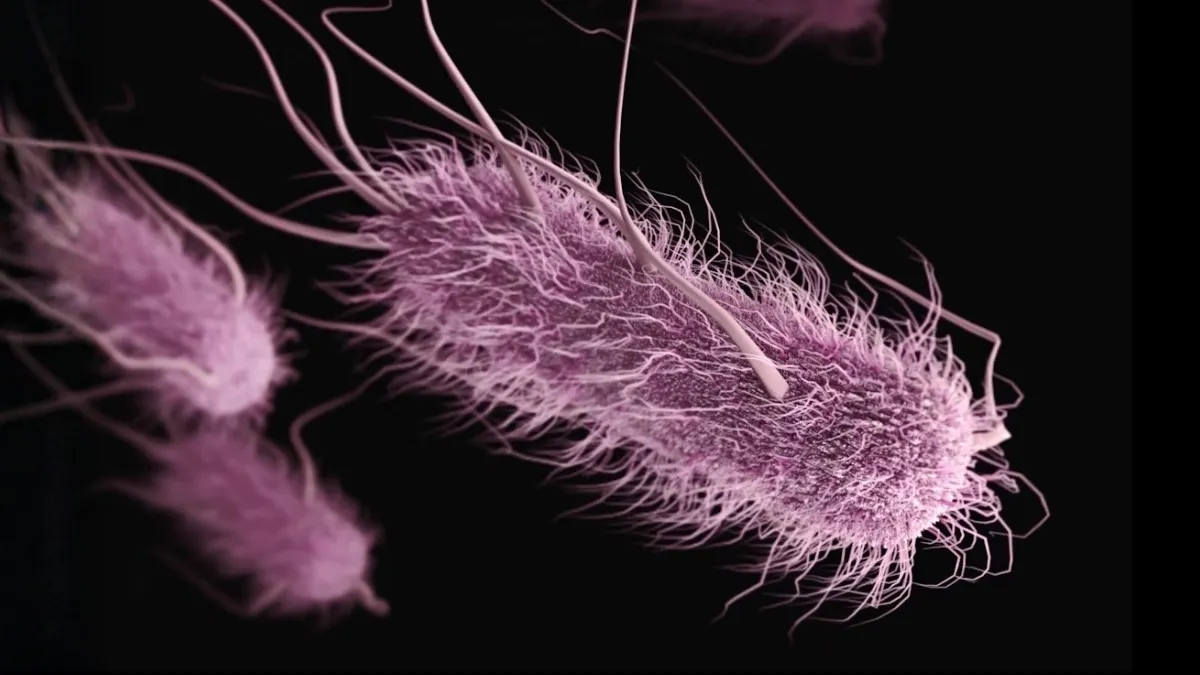 Raw Meat: A Hidden Source of UTIs and Foodborne Illness