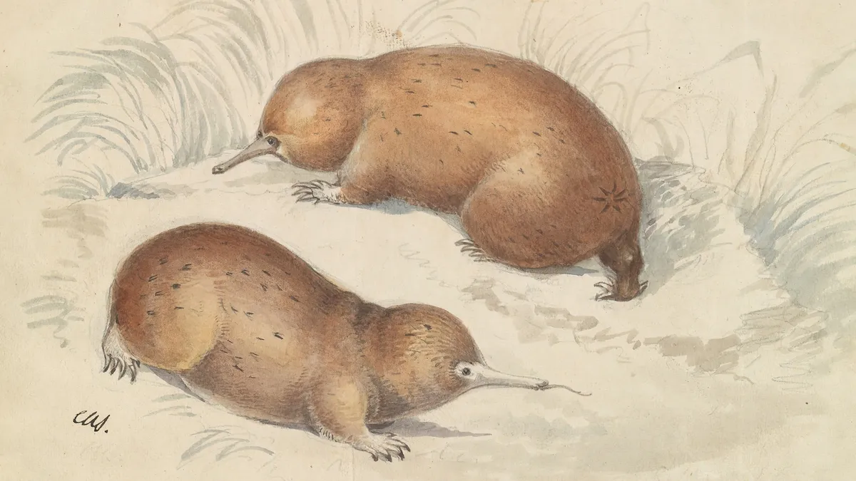 Rediscovery of 200-Million-Year-Old Long-Beaked Echidna: A Scientific Breakthrough