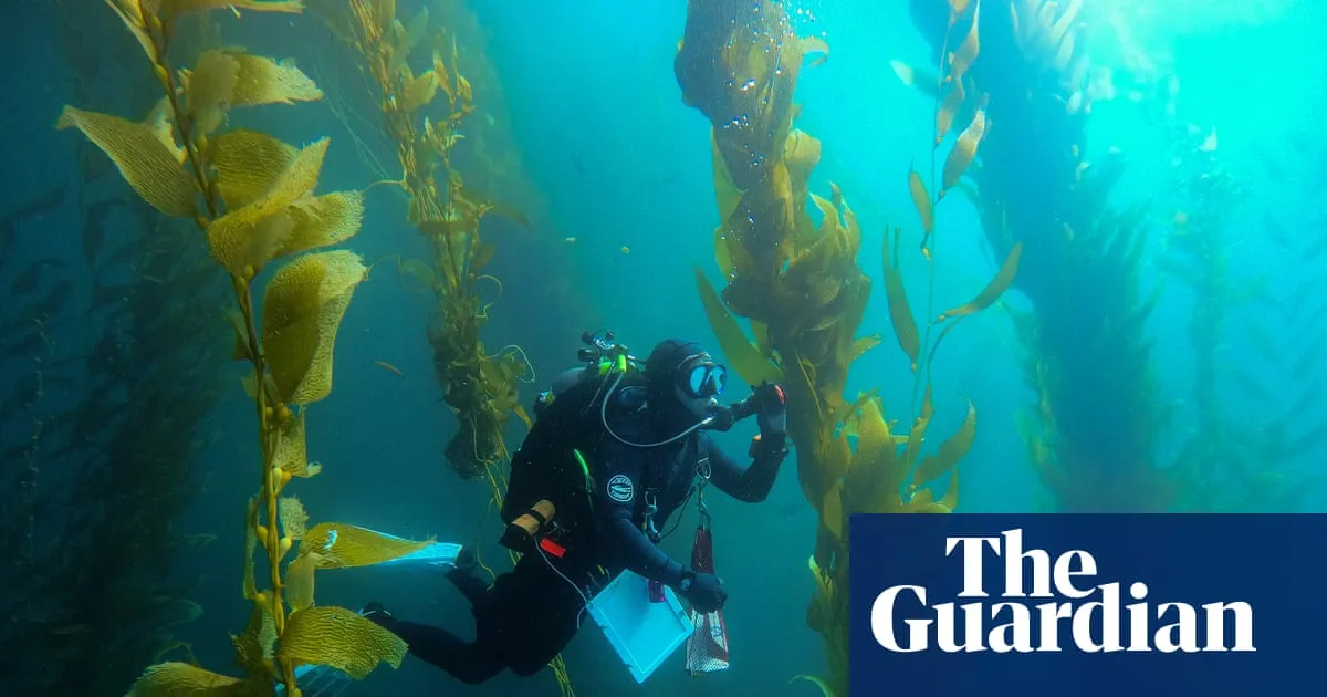 Reviving the Forgotten Forest: Kelp Restoration Success in Southern California