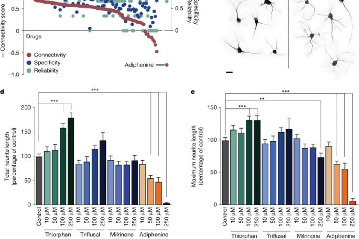 Revolutionary Advances in Neural Repair: The Path to Human Testing