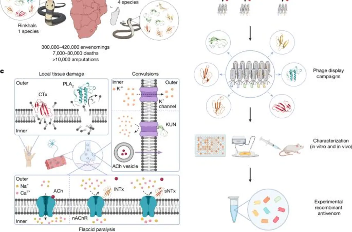 Revolutionary Antivenom: Eight Antibodies That Could Save Lives from Snakebites