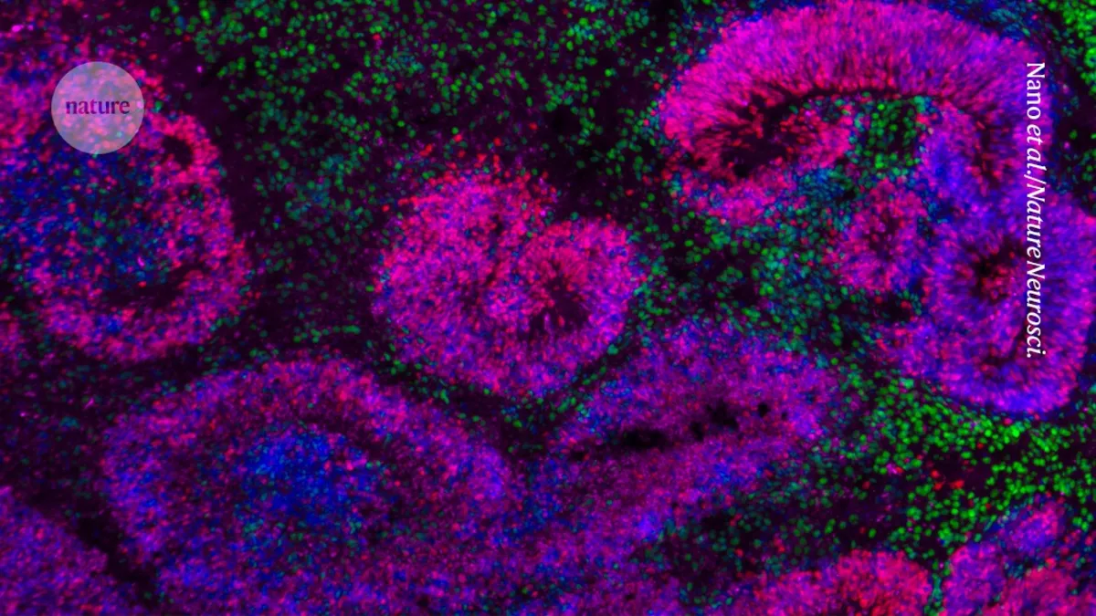 Revolutionary Brain Maps Unveil Secrets of Embryonic Development