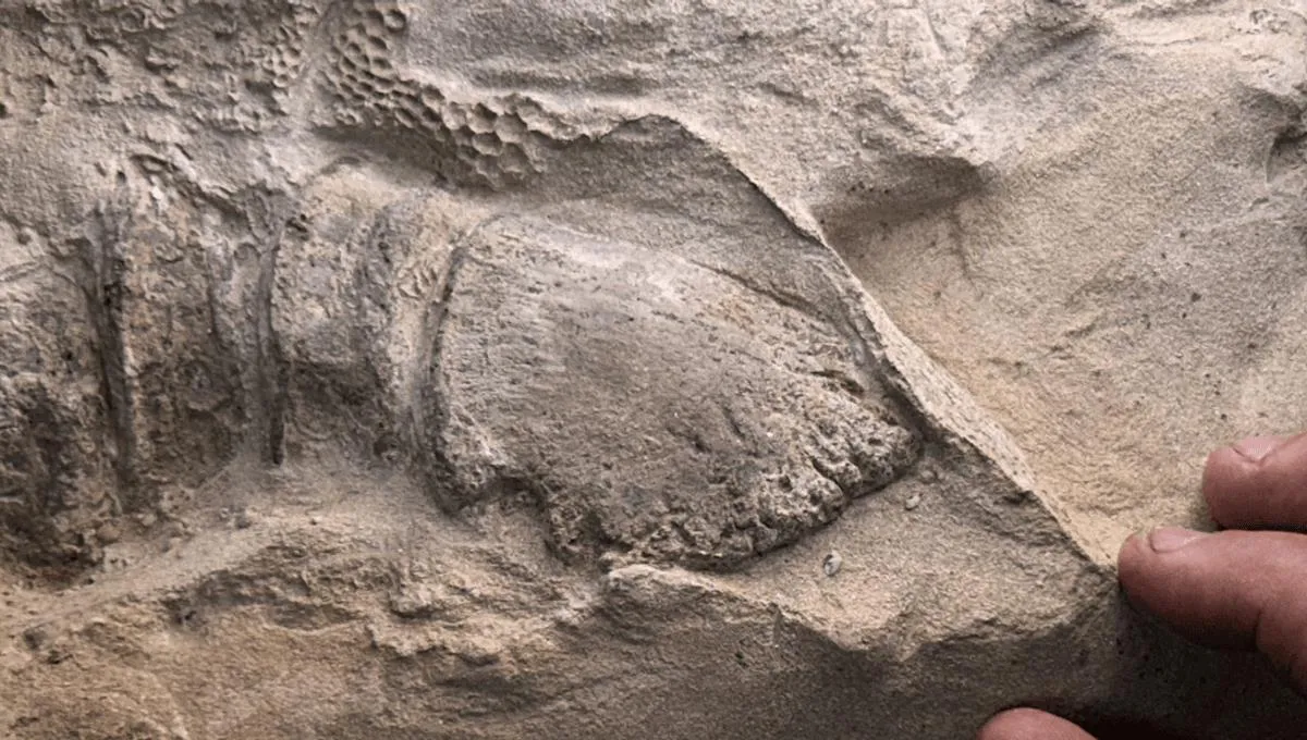 Revolutionary Dinosaur Discovery: First-Ever Hooves Found on Edmontosaurus Mummies!