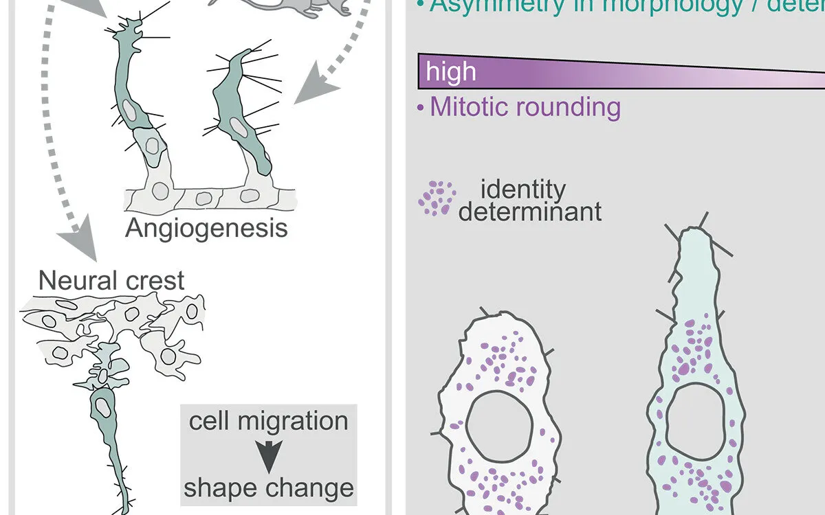 Revolutionary Discovery: How Cell Division Defies 100 Years of Teaching