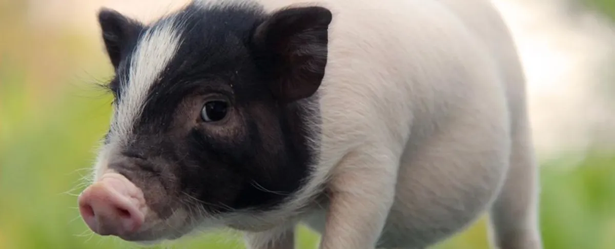 Revolutionary Pig Lung Transplant Marks Milestone in Xenotransplantation