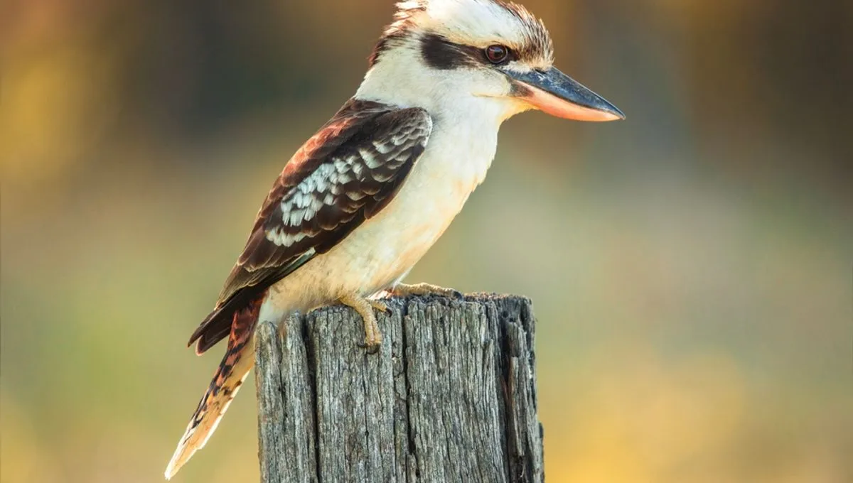 Revolutionary Study Reveals Fluidity in Bird Sex Determination