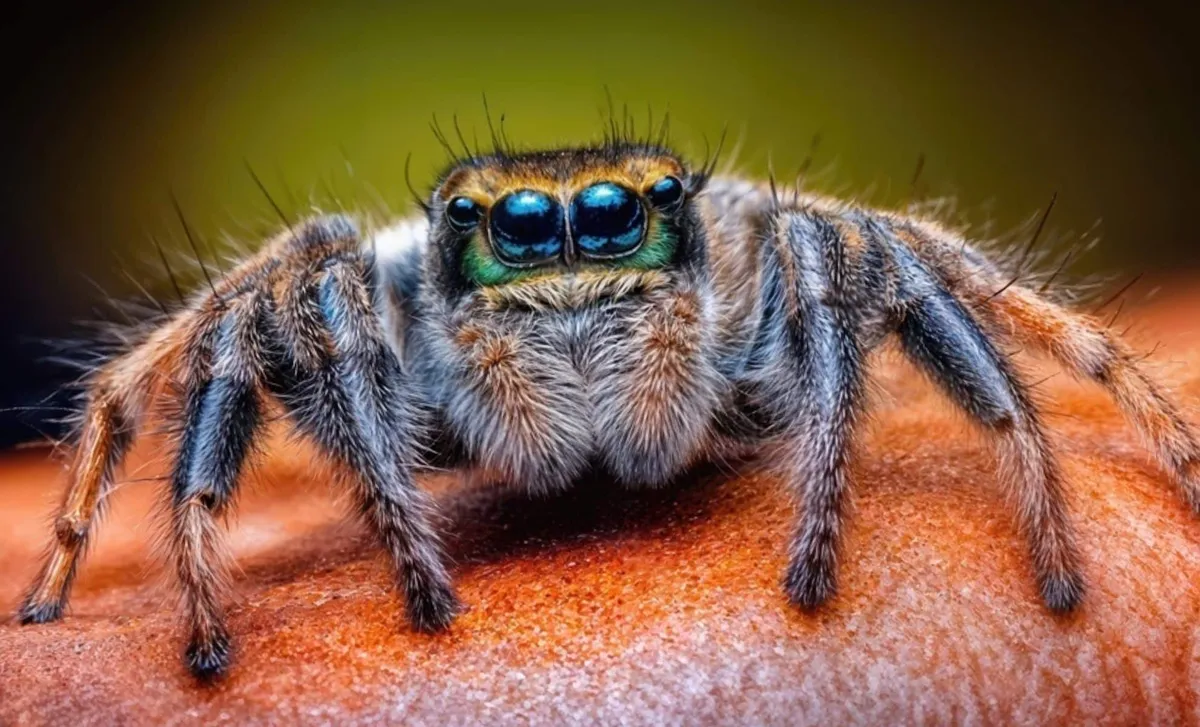 Revolutionary Study Suggests Spiders and Scorpions Originated from the Ocean