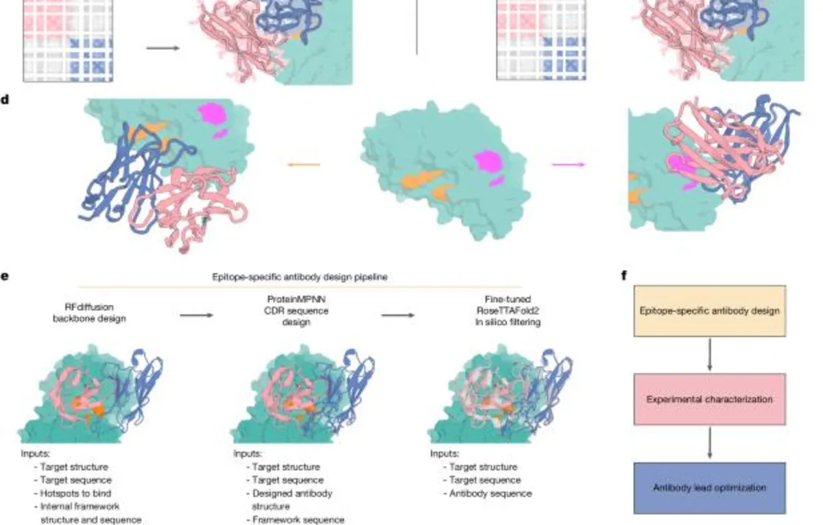 Revolutionizing Antibody Design: The Future of Therapeutics