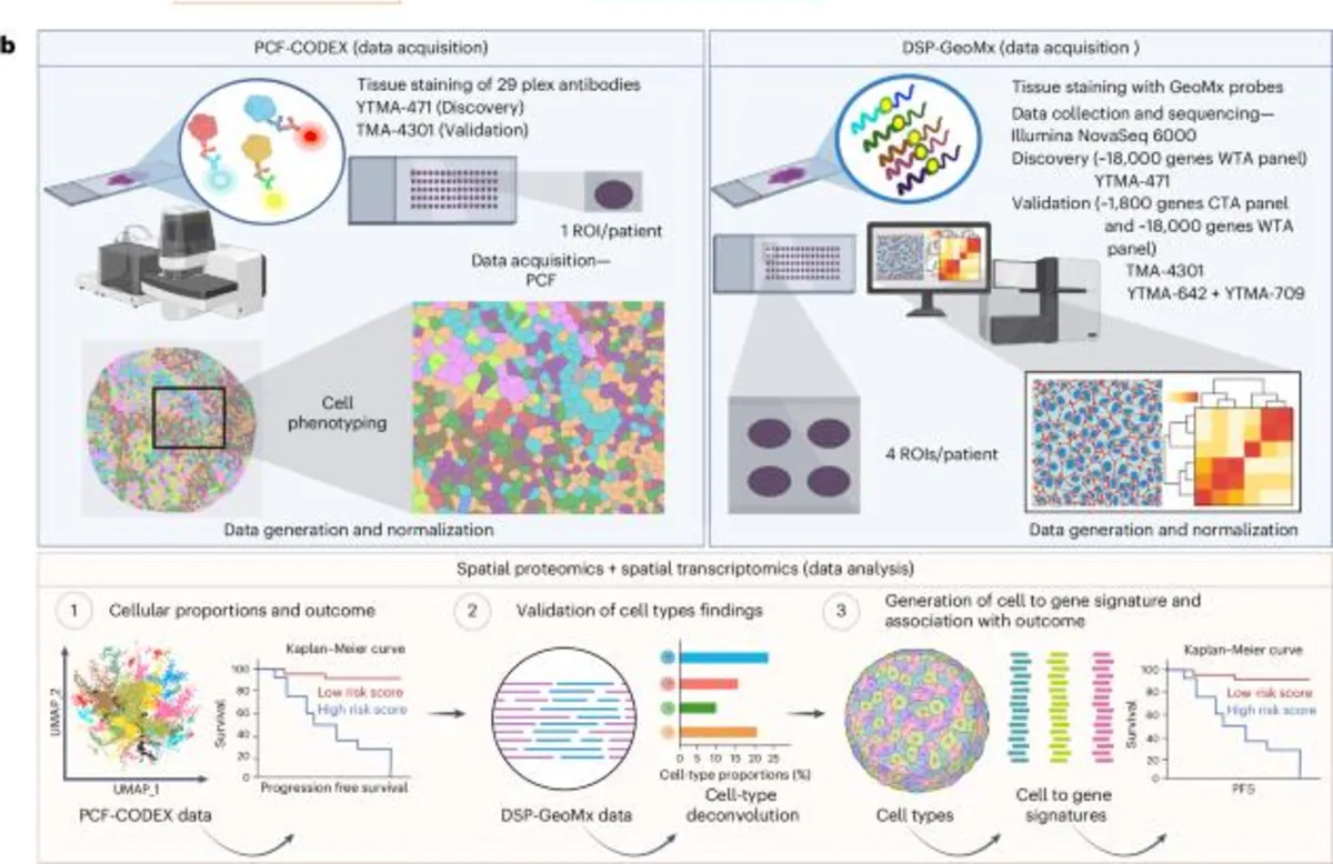 Revolutionizing NSCLC Treatment: How Cell Fractions Predict Immunotherapy Outcomes