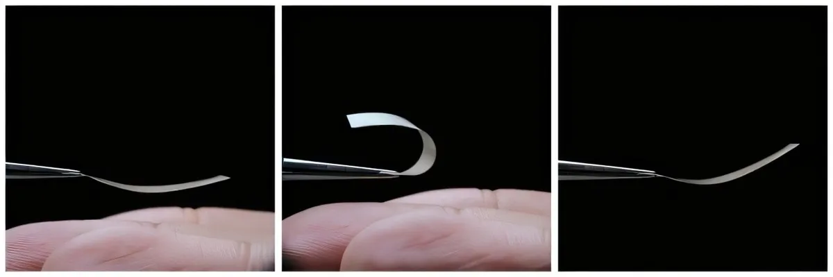 Revolutionizing Sustainability: The Breakthrough of Living Mycelium Materials