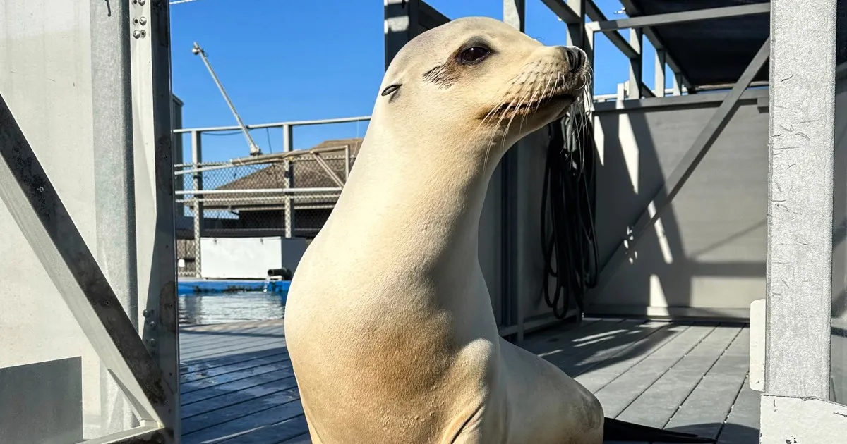 Ronan the Sea Lion: The Dancing Sensation Who Defies Musical Norms