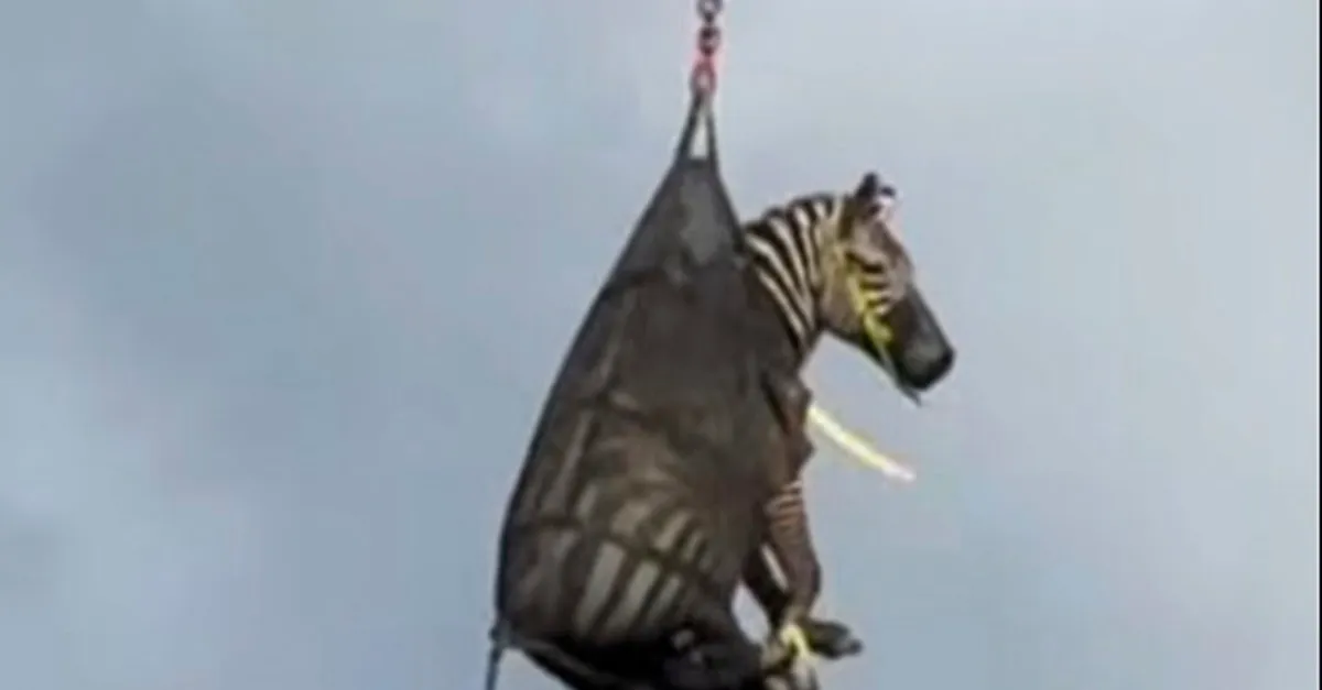 Runaway Zebra Recaptured After Week-Long Adventure in Tennessee