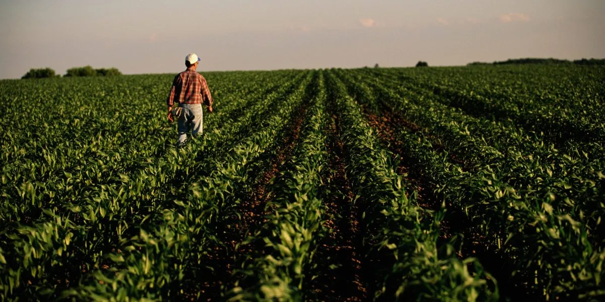 Rural America Faces Economic Crisis: Corn and Soybean Prices Plummet