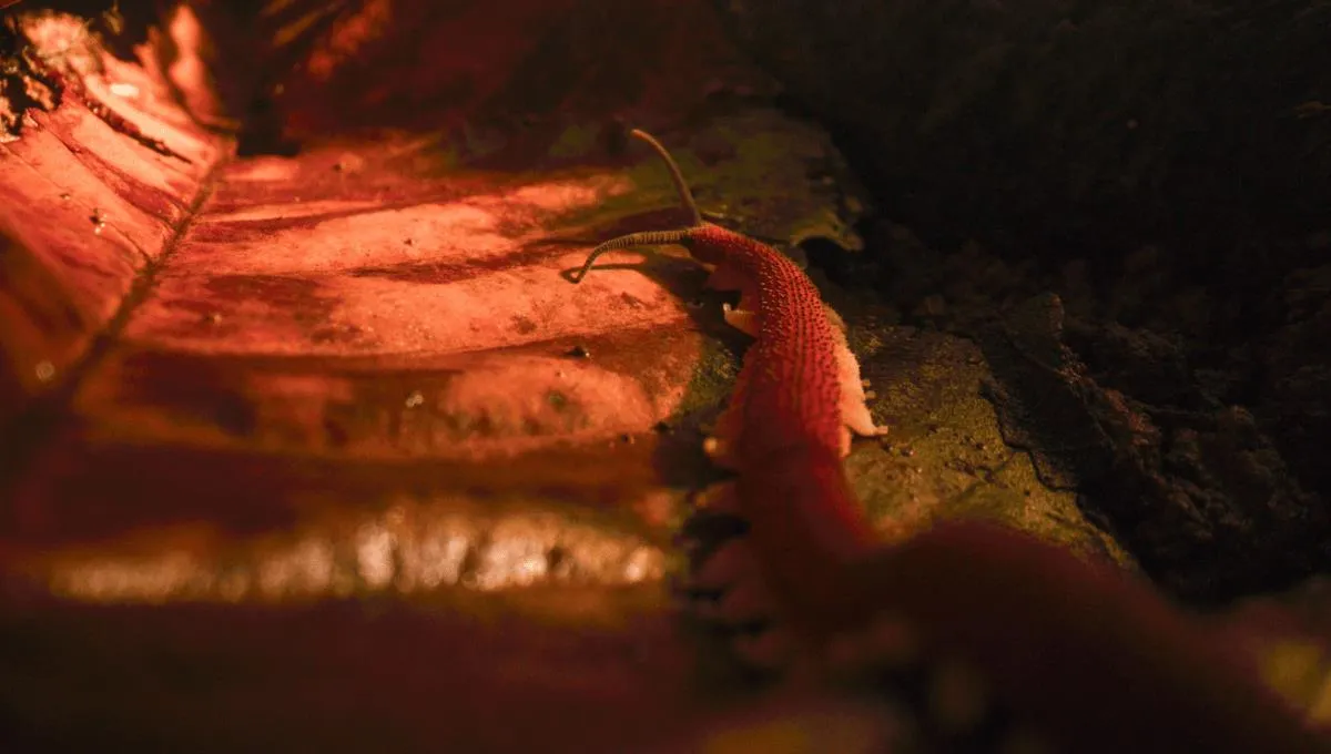 Ryan Reynolds Narrates 'Underdogs': The Hilarious New Wildlife Series You Can't Miss