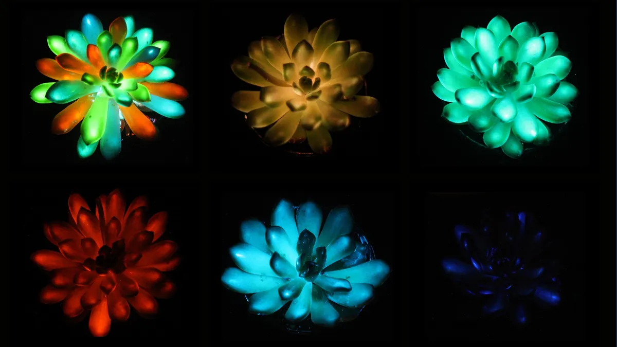 Scientists Create Glow-in-the-Dark Succulents: A Game-Changer for Sustainable Lighting!