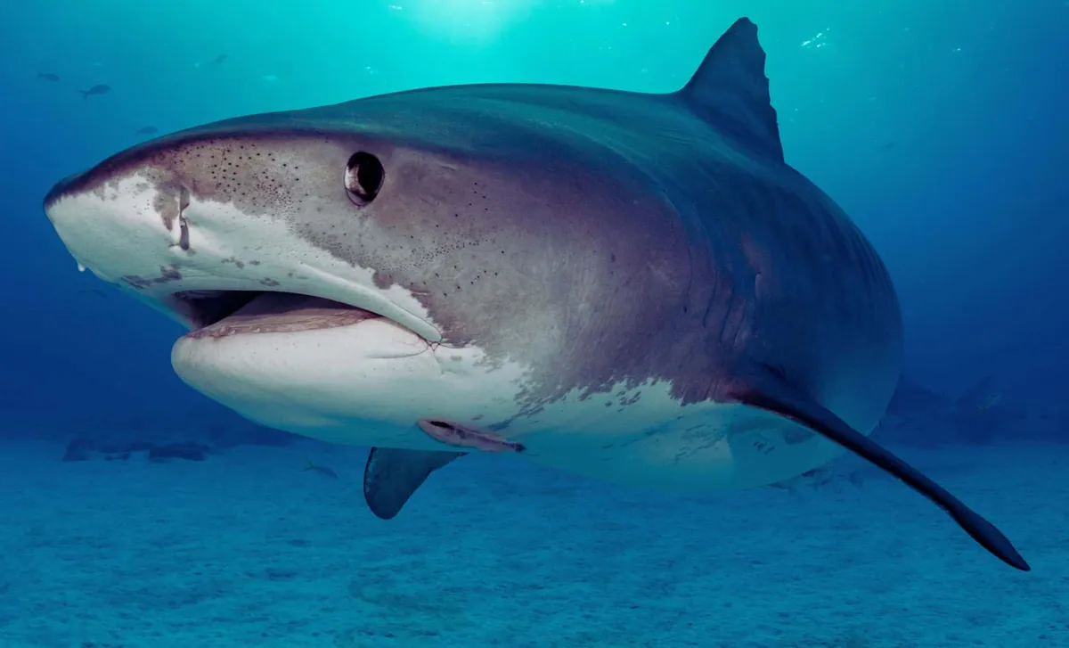 Shark Teeth: Nature's Cutting Tools at Risk from Ocean Acidification