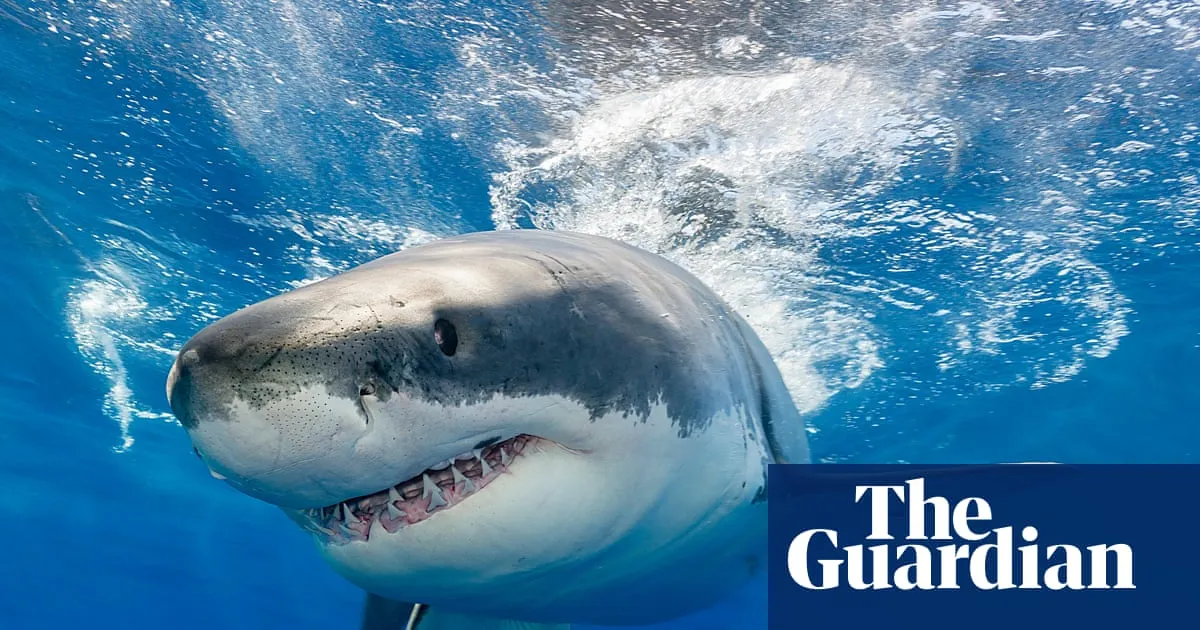 Shark Teeth Under Threat: How Ocean Acidification Could Endanger Apex Predators