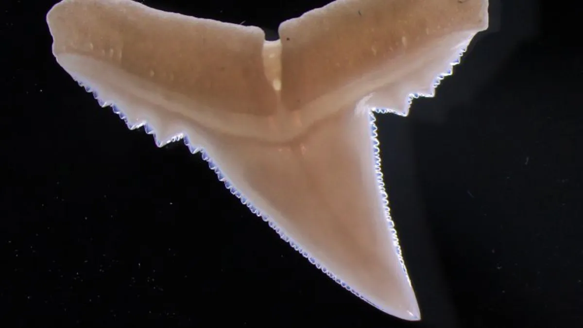 Sharks at Risk: How Ocean Acidification Threatens Their Powerful Teeth