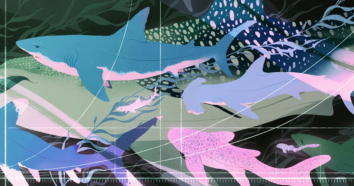 Sharks Reveal Fundamental Rules of Evolution Through Scaling Laws