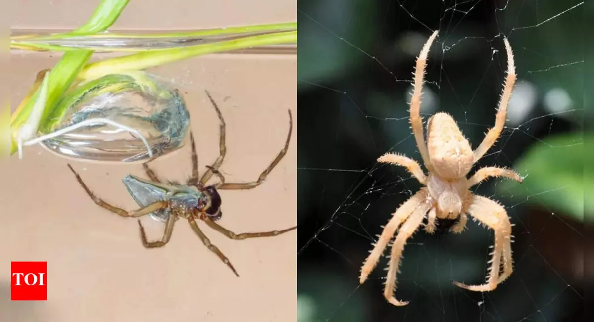 Shocking Discovery: Spiders May Have Originated from the Sea!